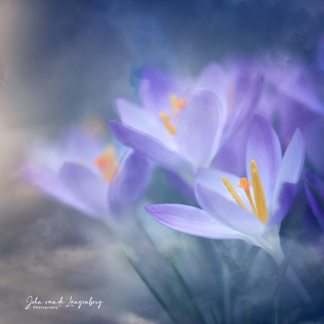 Lente