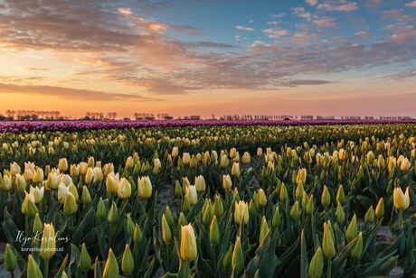 Sunrise near the tulip fields of Nieuwe Tonge