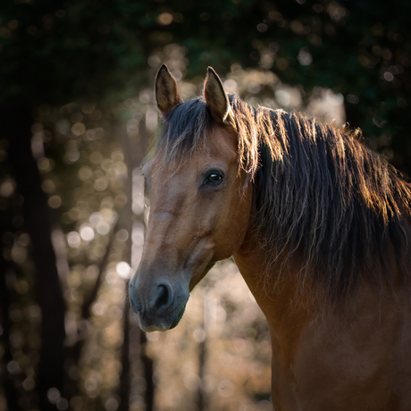 Bruin paard in het avondlicht