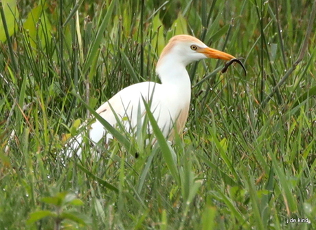 koereiger met salamander