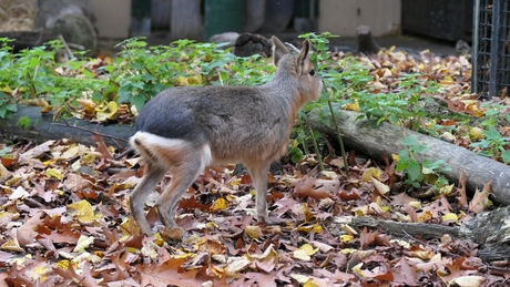 Mara of pampashaas