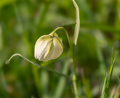 de witte kievietsbloem