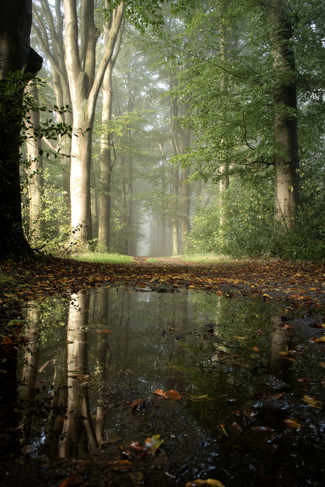 Herfst, mooie spiegeling in het bos op de Veluwe