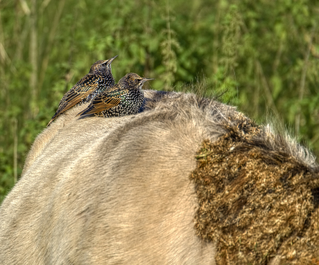Mooi plekje hé Piet...