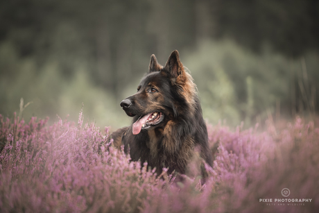 Oud Duitse Herder Casper op de bloeiende heide in Friesland