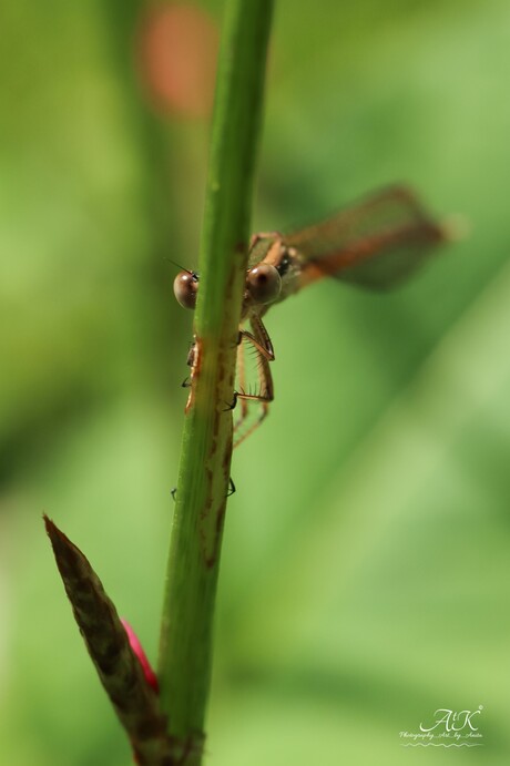 "Als ik jou niet zie, zie jij mij ook niet… toch?"