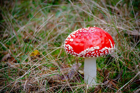 Intens rood, perfecte paddenstoel