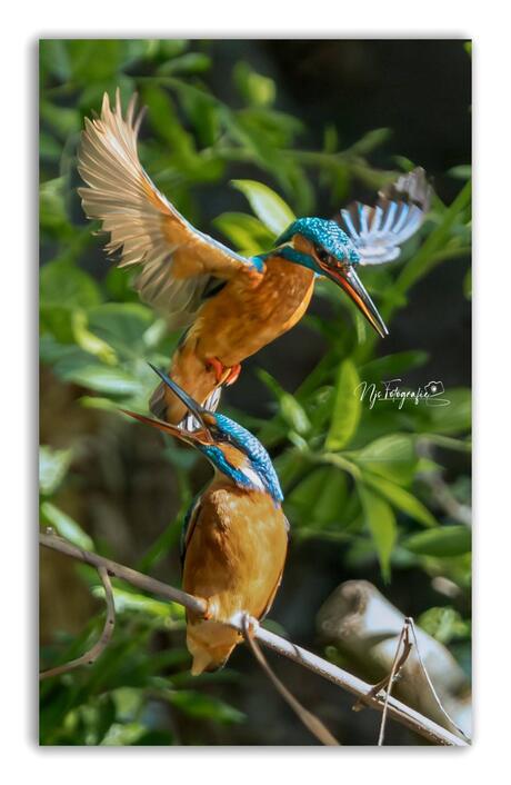 Ijsvogel 