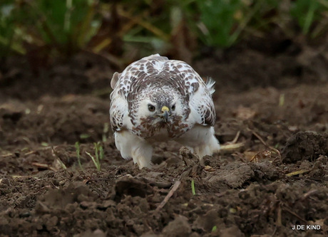 buizerd