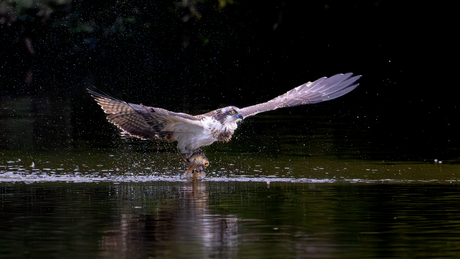 Visarend vangt een visje