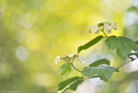 Spring Bokeh