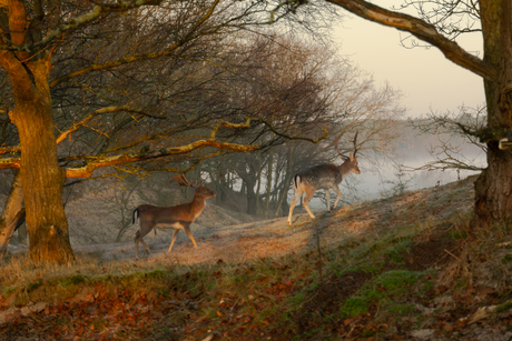 Herten Zeepeduinen Burgh-Haamstede