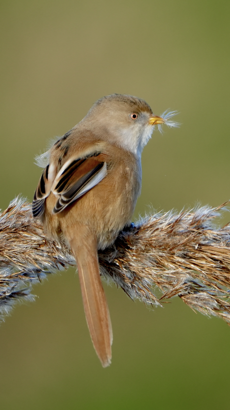 Baardmannetje in het riet 