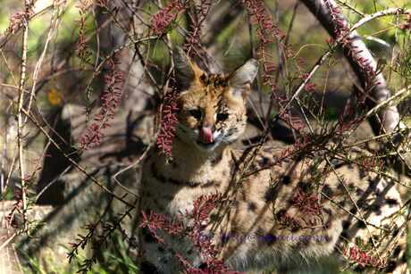 Lynx