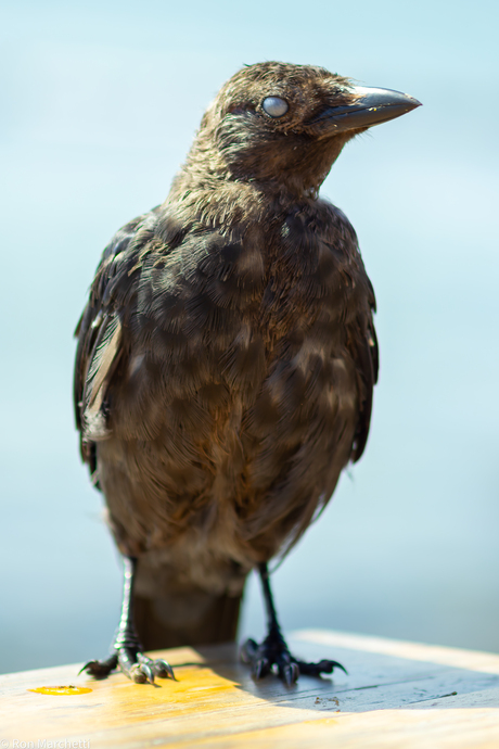 Oude 250d met metalen macrolens weer eens uit de kast gepakt.....