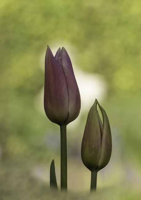 Tulpen