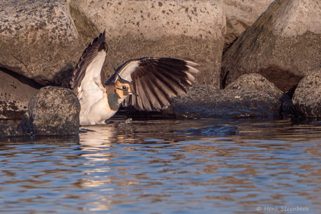 Kievit aan het badderen