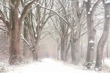 Sneeuw op het bospad