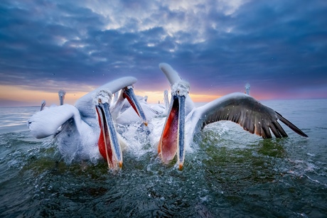 Attack of the Dalmatians