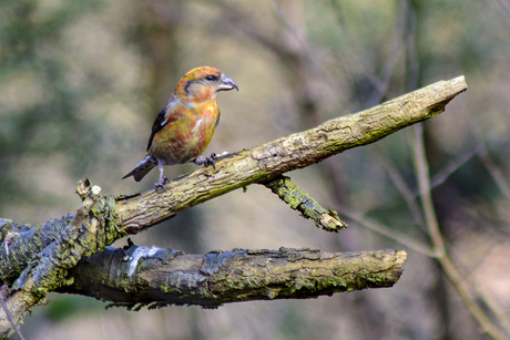 Bonte vogel