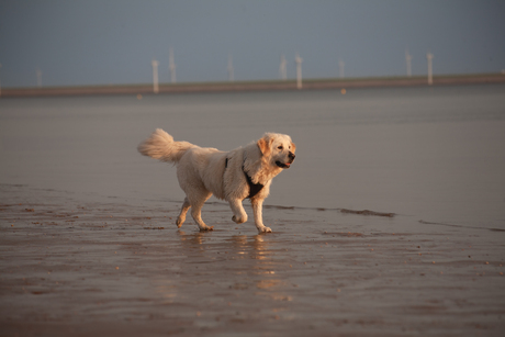 Yentl aan zee