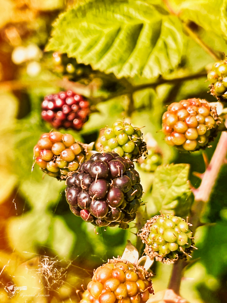Boysenberries