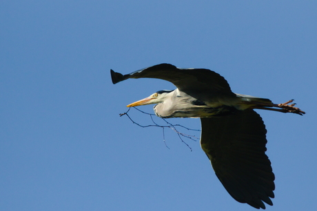 Blauwe reiger met tak