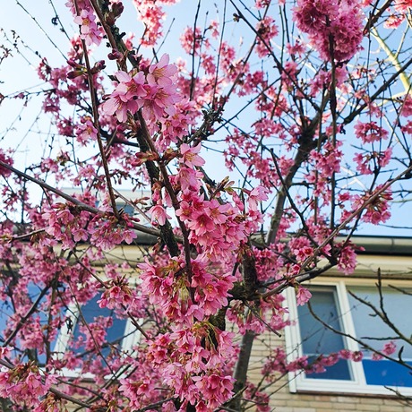 Prunus Campanulata-2