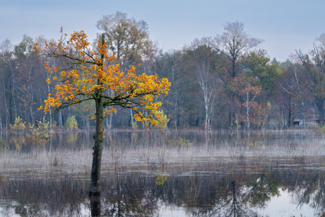 Herfstboompje in het water 
