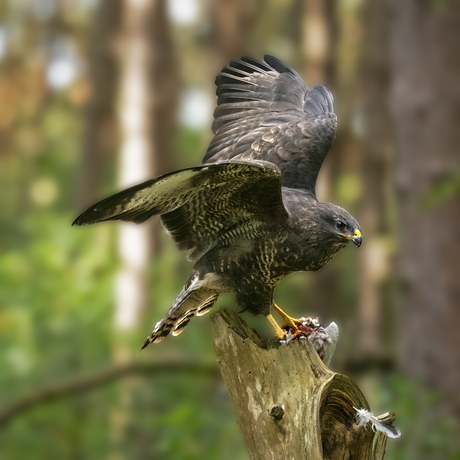 Buizerd aan de lunch