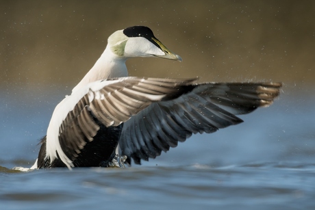 Eider