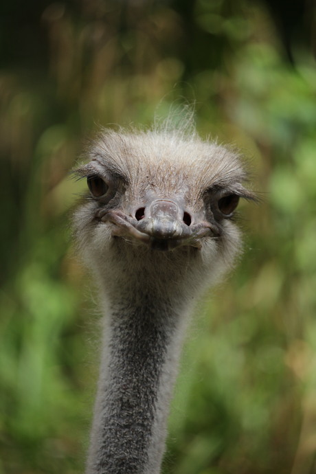 Struisvogel in Artis
