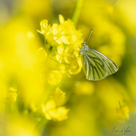 Geaderd witje in het geel