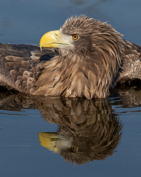 Portret van Europese zeearend in het water