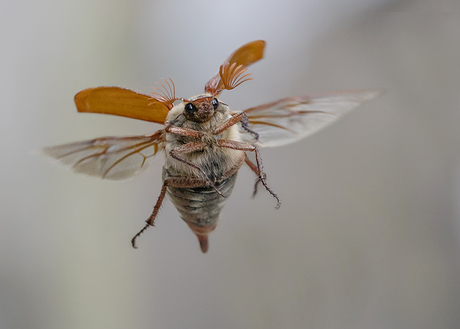 Look i am flying!