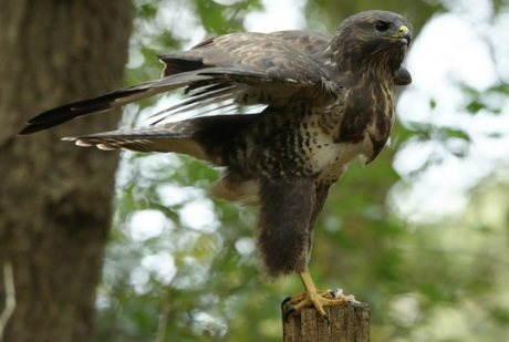 Buizerd 