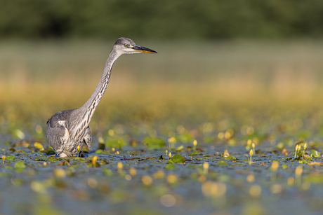 Blauwe reiger