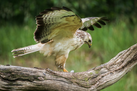 Blonde Buizerd
