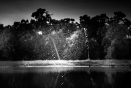 Spiderweb