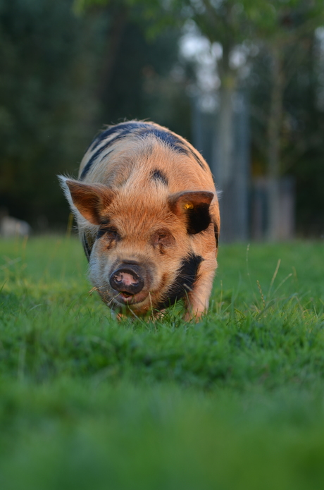 Kune kune varken