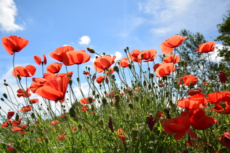 Poppy flowers