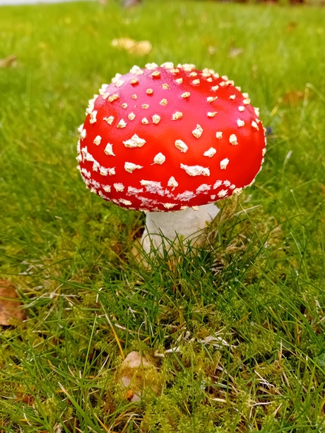 Rood met witte stippen. 