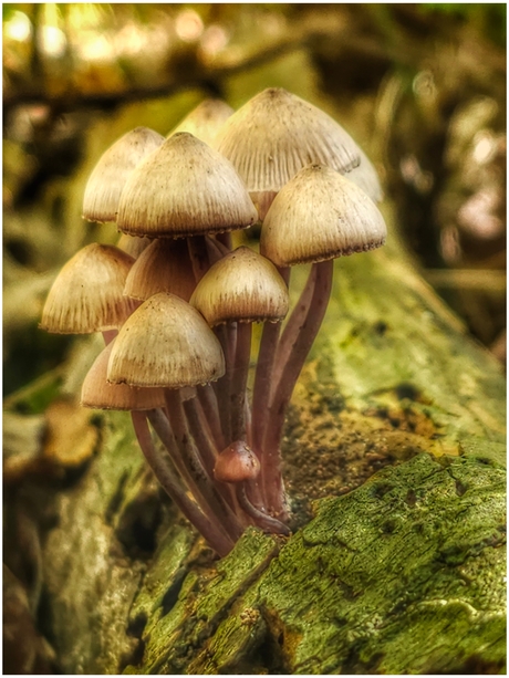 Mycena haematopus 