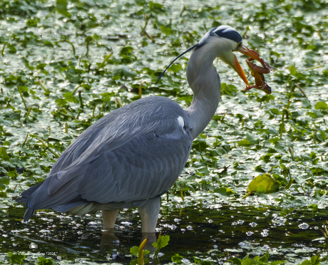 Reiger