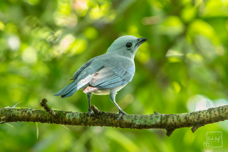 The Blue gray Tanager ( Bisschops tangare)