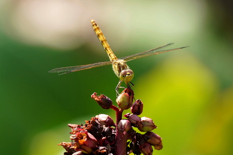 Steenrode heidelibel