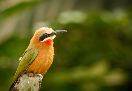 Vogel in de lente