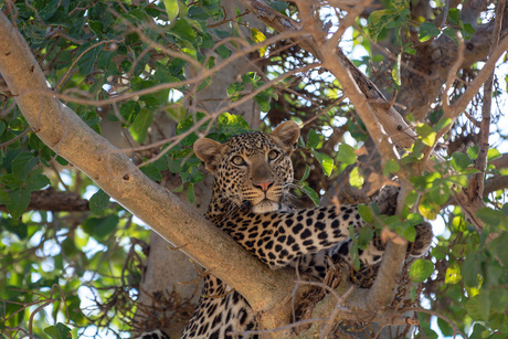 Op safari in Kenia