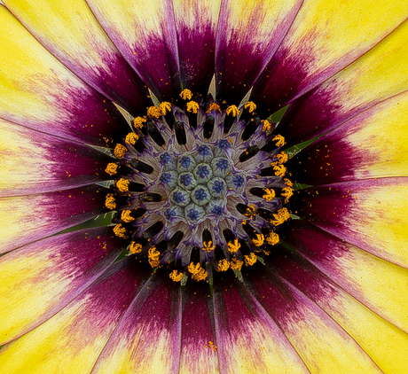 Macro spaanse Magriet