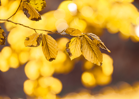 Een zonnige herfstdag